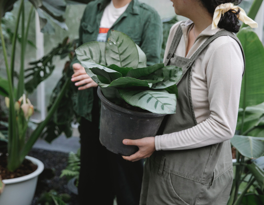 NẤM DƯỢC LIỆU ADENCO